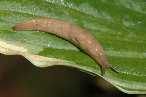 A slimy brownish slug on a green leaf