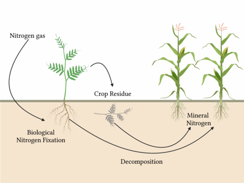 A diagram showing the process of biological nitrogen fixation. From left to right: “Nitrogen gas” is written in the air, with an arrow pointing down to the soil, and the words “Biological Nitrogen Fixation” near the roots of a pea plant. An arrow comes from the canopy of the pea plant towards the soil and the words “Crop Residue”, and below is an image of the decomposing pea plant. 