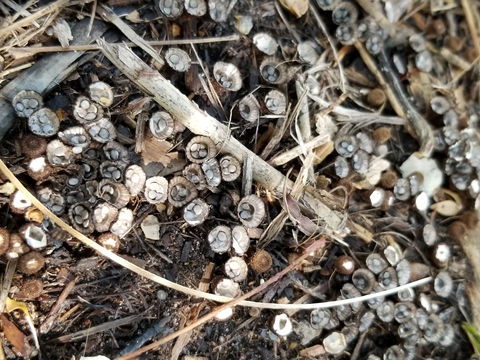 Many small nest-like structures with seeds in them laying in a bed of twigs and woodchips on a forest floor