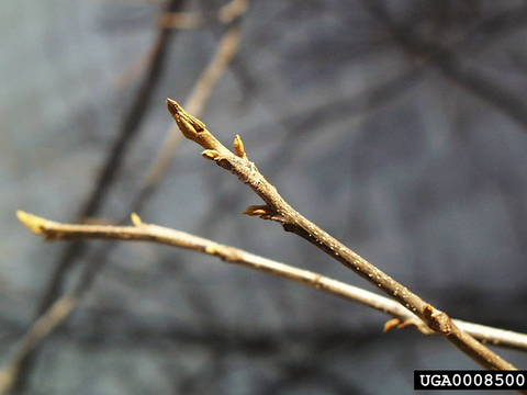 Closeup of twigs on a bitternut hickory tree.