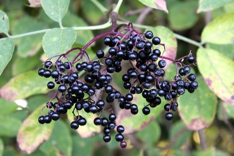 Black-colored berries growing on Elderberry plant.