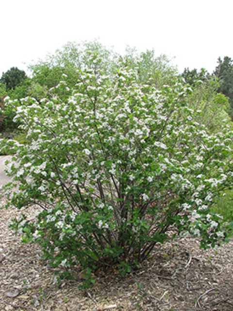 Image of A black chokeberry tree in the fall