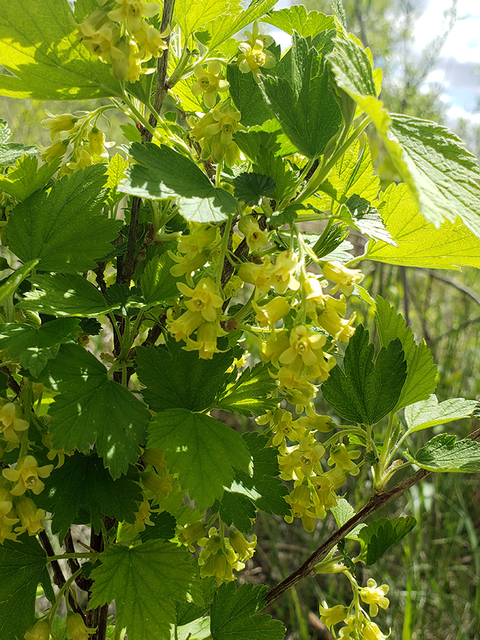 Clusters of yellow/white flowers hang amongst tri-lobed, serrated green leaves.