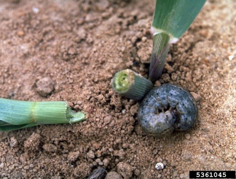A curled up black cutworm next to a corn stem cut in two