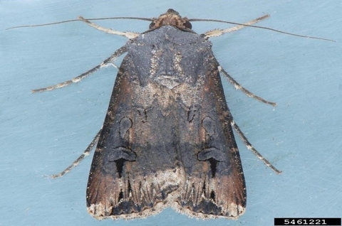 Brown moth with patches of white markings