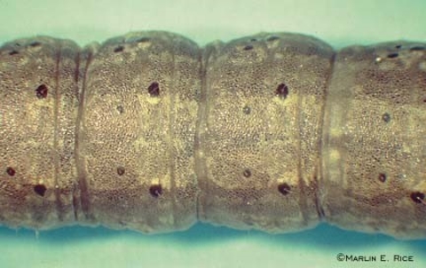 black cutworm closeup of tubercles