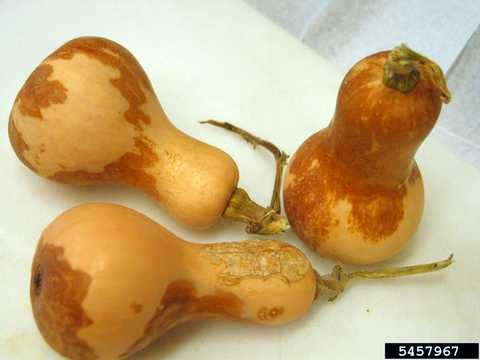 Three butternut squash with dark discoloration caused by black rot.