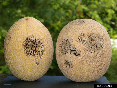 Two cantaloupes with black discoloration from black rot.