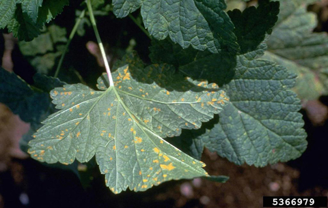 White pine blister rust on currant leaf