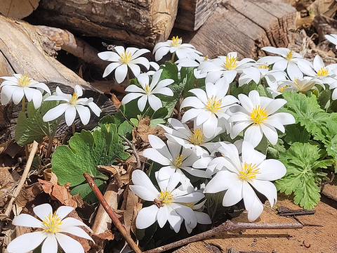 White flowers with yellow centers and light green leaves against a stack of wood.