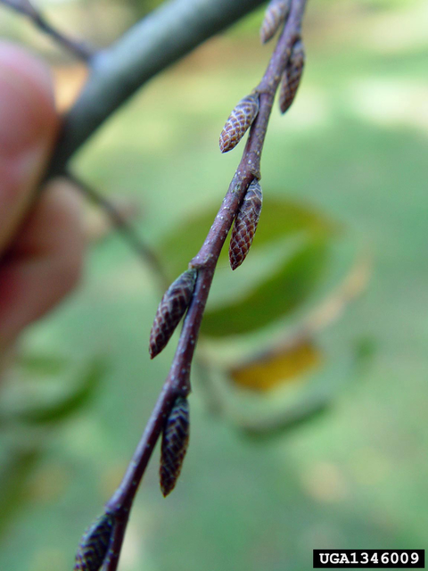 Brownish red scaly buds 