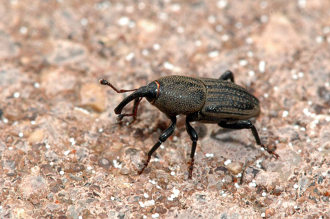 A black beetle with a long snout