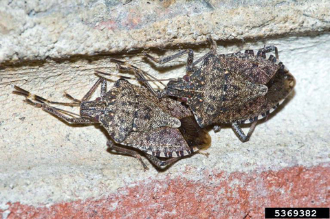Two brown marmorated stinkbugs crawling on a brick on the outside of a house.