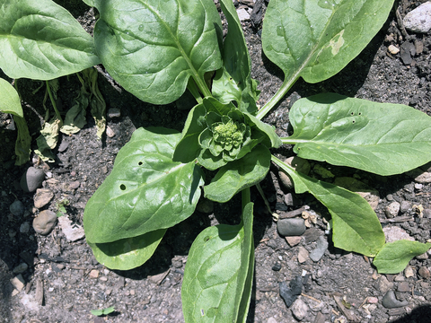 A small spinach plant with a flower head (panicle) forming in the middle.