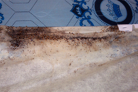 Groups of brown bedbugs under a box spring