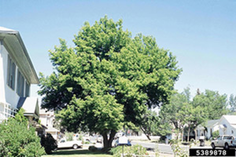 Tall, green tree with an irregular canopy