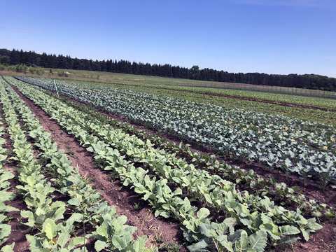 Farm field with rows of brassica crops.
