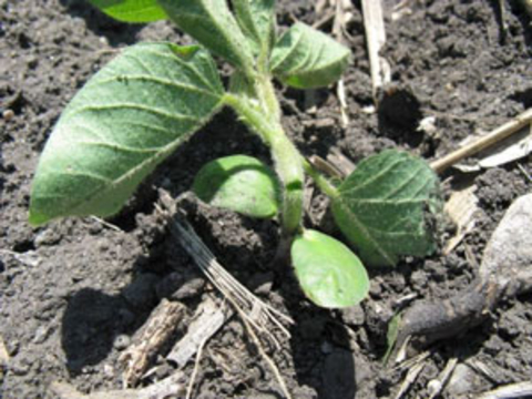 Broken stem of a soybean plant caused by rolling.