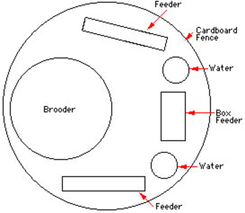 Brooding area diagram showing where food, heat and water sources are located.