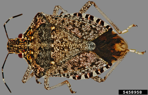 brown marmorated stink bug on plain background appears to be very spotted looking.