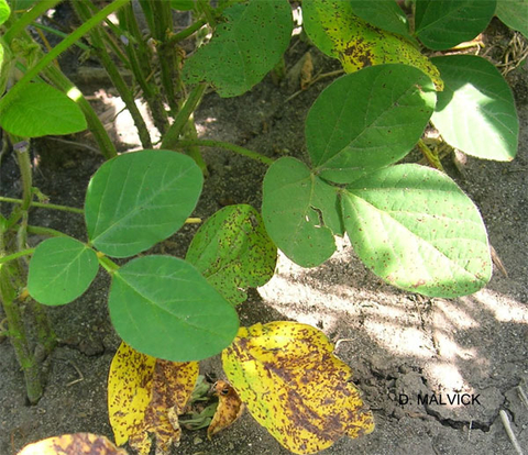 Soybean plant with yellow leaves with brown areas at the base of the plant.