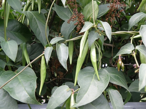 black swallow-wort vines and pods