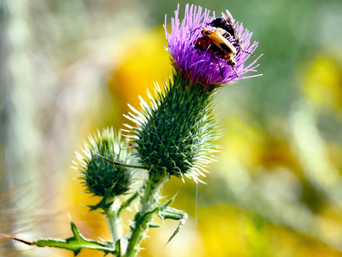 green and purple bull thistle flower with lady bug sitting on top