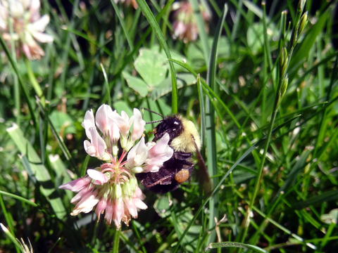 A turfgrass and white clover lawn with a bumble bee on a clover flower.
