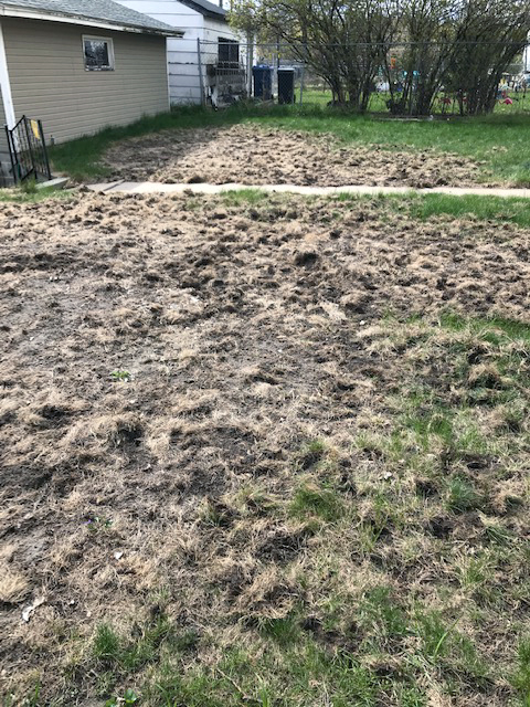 Lawn near a house with a large area that is bumpy and clumped dirt.