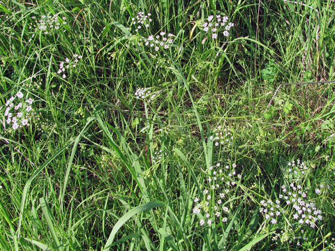 Burnet saxifrage growing in grass