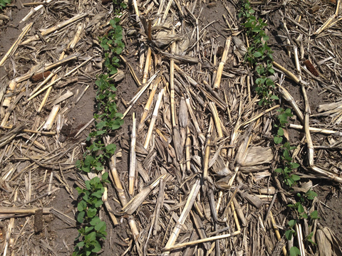 Two rows of young soybean plants with crop residue between the rows.