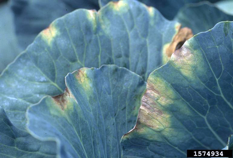 Up-close photo of cabbage leaves. There are V-shaped yellow lesions along the leaf edge that are becoming brown and necrotic.