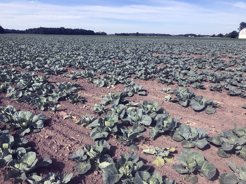 A large cabbage field with areas of wilted and discolored plants.