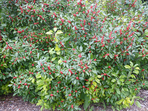 'Cacapon' winterberry shrub with red berries