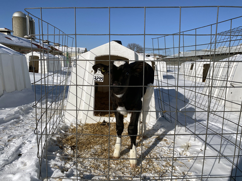 Calf outside of its hutch surrounded by a wire pen in winter.
