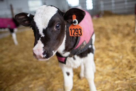 Young calf in barn.