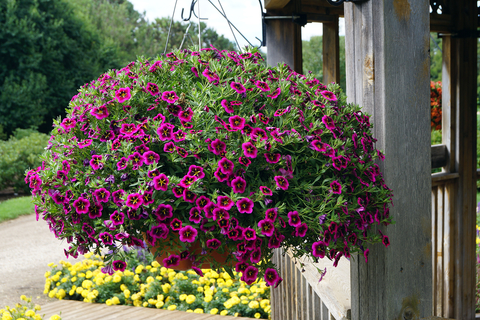 Purple calibrachoa in a hanging planter outside.
