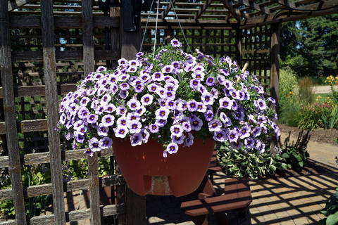 Light purple calibrachoa in a hanging planter outside.