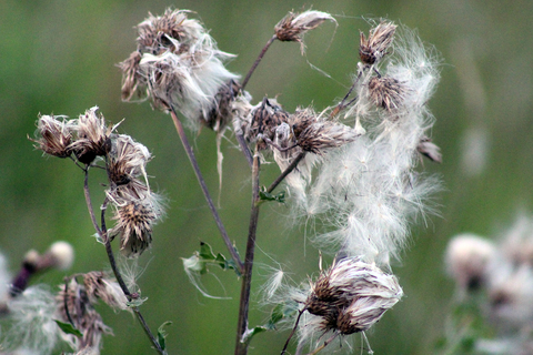 Canada thistle tufted seed heads.