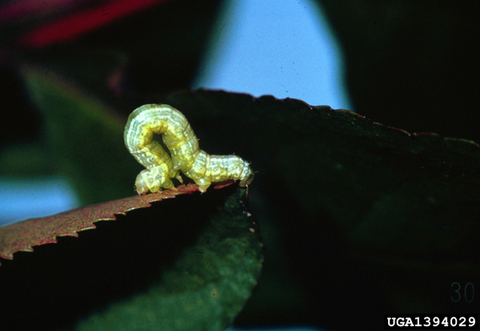 Yellow-green cankerworm larva on a leaf