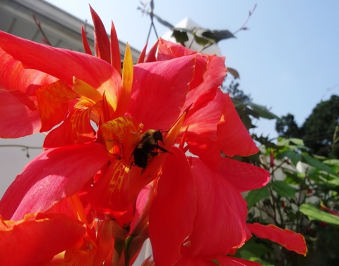 A bumblebee leaves a salmon-colored canna lily after pollinating.