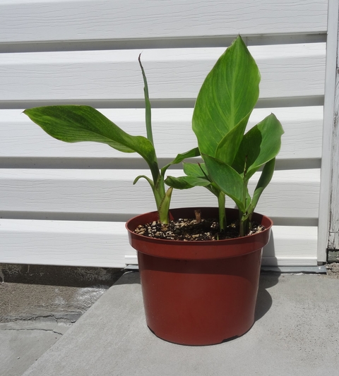Several canna lily plants in a terracotta-colored plastic pot against a house.