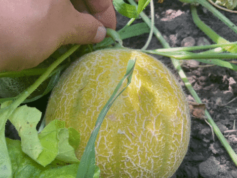 Hand pulling the vine away from a cantaloupe, and the vine is not breaking.
