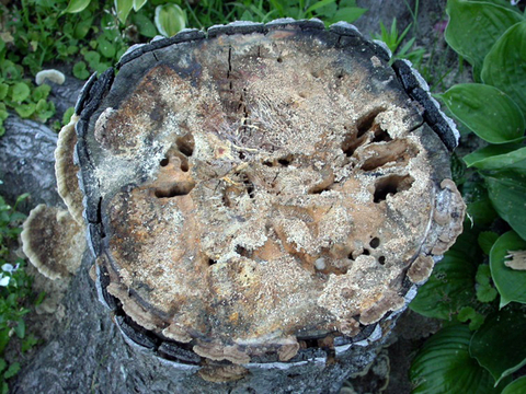 Tree stump with tunnels and holes in the top surface with sawdust outside in a garden