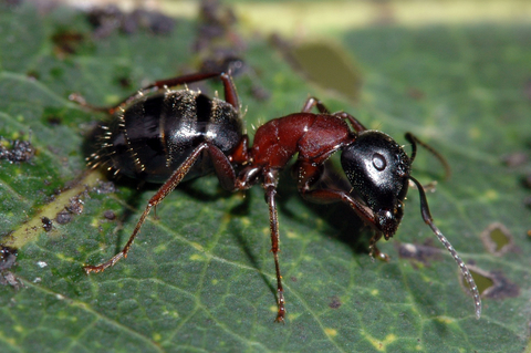 Carpenter ant worker with brown thorax on a leaf.