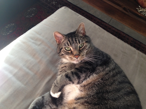 Tabby cat lying on its back on a cushion.