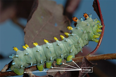 caterpillars have five or fewer prolegs