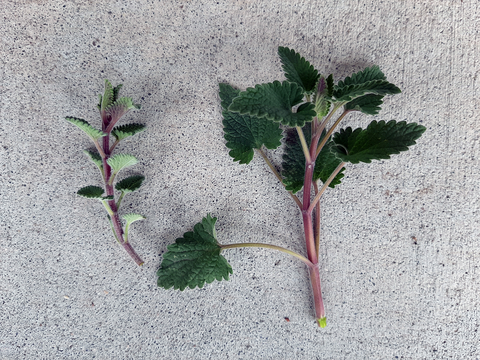 Two parts of plants are placed side by side. Both have furry, wrinkled leaves and a square stem. The plant part on the left has smaller sized leaves than the one on the right.