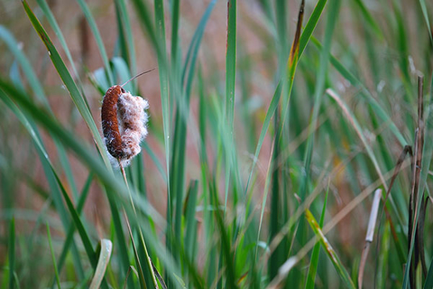 Closeup of cattail in wetland marsh.