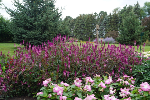 Purple celosia in a garden landscape.